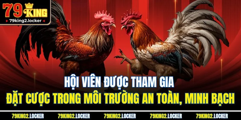 Đá Gà 79king 2 Hội viên được tham gia đặt cược trong môi trường an toàn, minh bạch